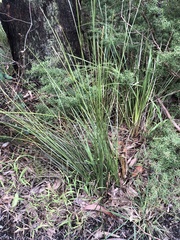 Xanthorrhoea minor