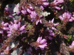 Erica albertyniae
