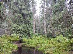 Norway Spruce (Abies picea)