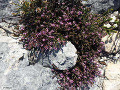 Erica albertyniae