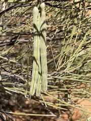 Acacia ramulosa