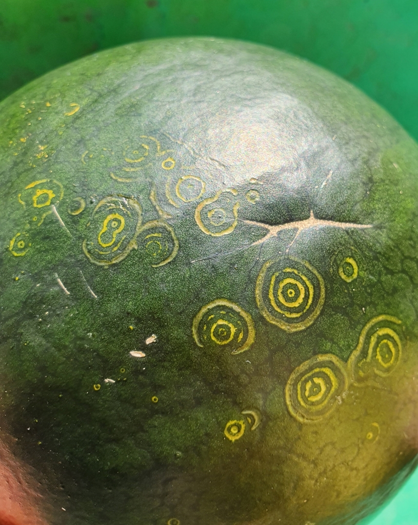 Patatavirales