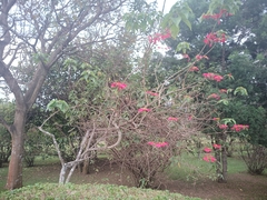 Euphorbia pulcherrima