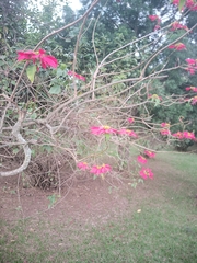 Euphorbia pulcherrima