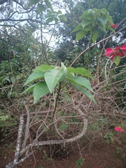 Euphorbia pulcherrima