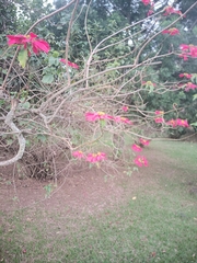 Euphorbia pulcherrima