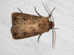 Agrotis bigramma