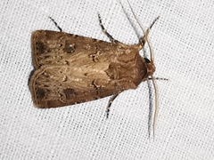 Agrotis bigramma