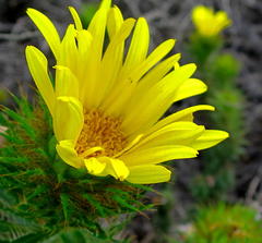 Cullumia carlinoides