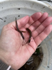 Lampetra richardsoni