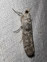 Dioryctria mendacella