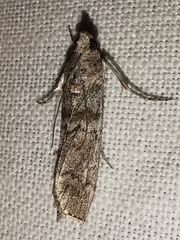 Dioryctria mendacella