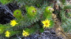 Cullumia carlinoides