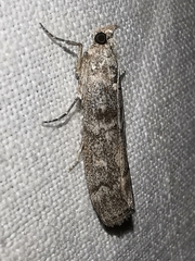 Dioryctria mendacella