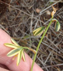 Albuca suaveolens