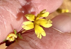 Goodenia pusilliflora