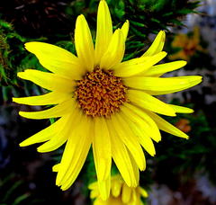 Cullumia carlinoides