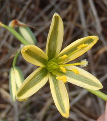 Albuca suaveolens