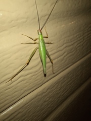 Oecanthus varicornis