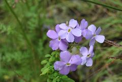 Jamesbrittenia grandiflora