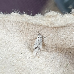 Stenolechia gemmella