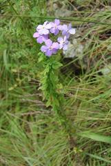 Jamesbrittenia grandiflora