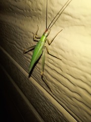 Oecanthus varicornis