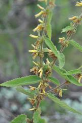 Triumfetta pilosa tomentosa