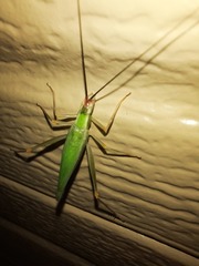 Oecanthus varicornis