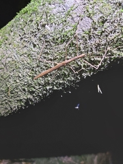 Sipyloidea larryi