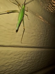 Oecanthus varicornis
