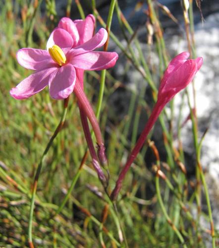 Tafelberg Kalossie (Ixia seracina)