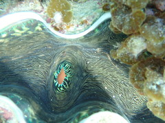 Tridacna derasa