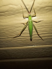 Oecanthus varicornis
