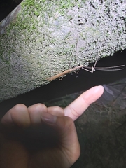 Sipyloidea larryi