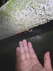 Sipyloidea larryi