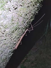 Sipyloidea larryi