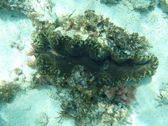 Tridacna derasa