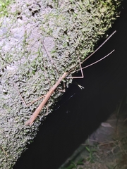Sipyloidea larryi