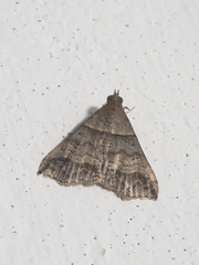 Heterogramma circumflexalis