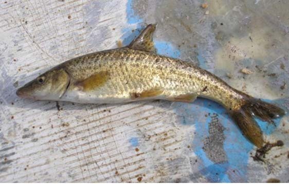 Dalmatian Barbel-Gudgeon