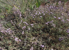 Limonium suffruticosum