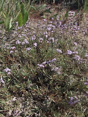 Limonium suffruticosum