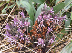 Aphyllon californicum californicum