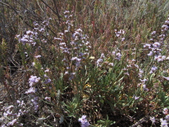 Limonium suffruticosum