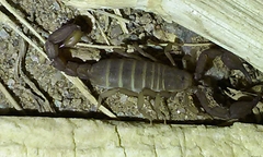 Catalinia andreas