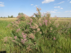 Tamarix gracilis