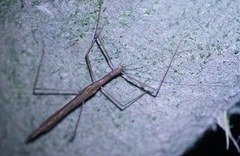 Sipyloidea larryi