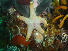 Callopatiria formosa