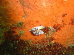 Afrocominella capensis simoniana